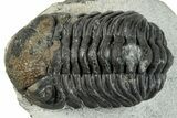 Morocops Trilobite - Ofaten, Morocco #287549-5